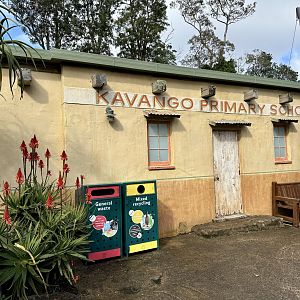 African Lion Den Building