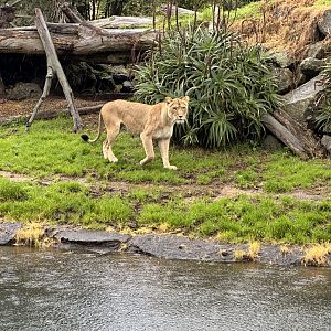 African lion (Panthera leo)