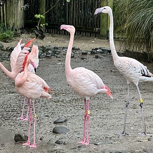 Greater flamingo (Phoenicopterus roseus)