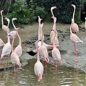 Greater flamingo (Phoenicopterus roseus)