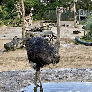 Common ostrich (Struthio camelus)