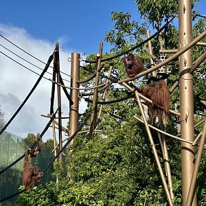 Bornean Orangutan Colony