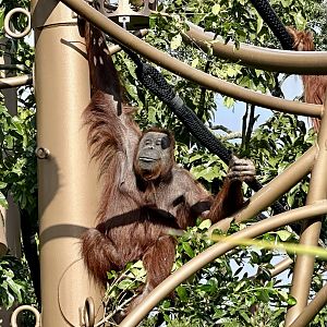 Melur (Bornean Orangutan)