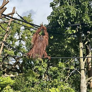 Charlie (Bornean Orangutan)