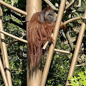 Charlie (Bornean Orangtuan)