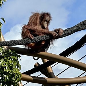 Daya (Bornean Orangutan)