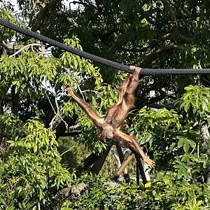 Bahmi (Bornean Orangutan)