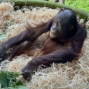 Bahmi (Bornean Orangutan)