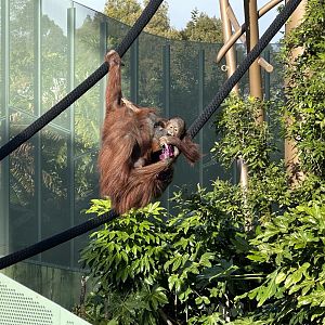 Melur and Bahmi (Bornean Orangutans)
