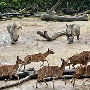 Rhino Chasing Nyala
