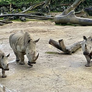 Jamila and Offspring (Southern White Rhinoceros)