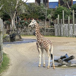 Enzi (19 Months Old)