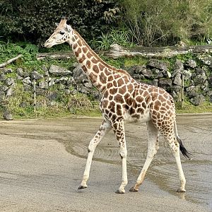 Enzi (19 Months Old)