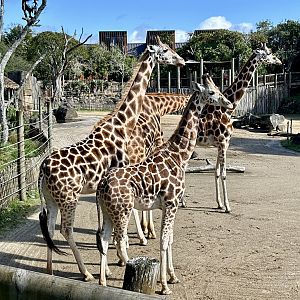 Giraffe Tower