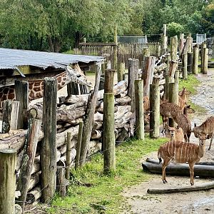 Giraffe/Lowland Nyala