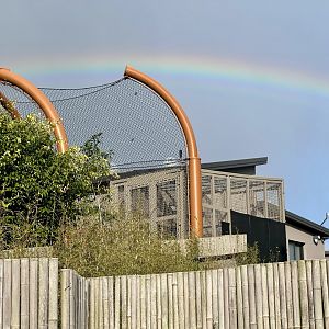 Sumatran Tiger BOH Cages
