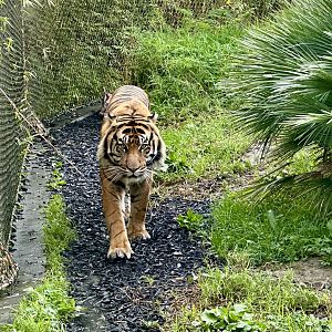 Ramah (Sumatran Tiger)