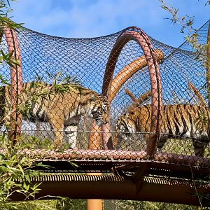 Sumatran Tigers (Aerial Pathway)