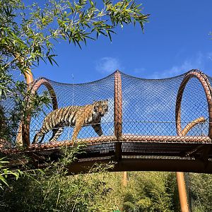 Sumatran Tiger (Aerial Pathway)