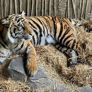 Cahya (19 Months Old)