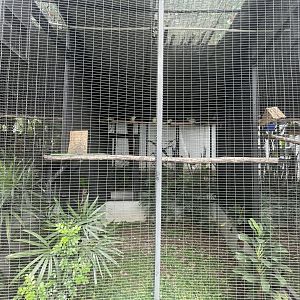 grey-cheeked green pigeon aviary - aviary park