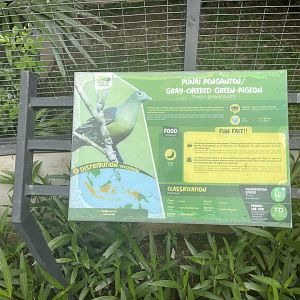 grey-cheeked green pigeon signage - aviary park