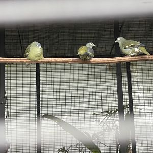 grey-cheeked green pigeon (treron griseicauda) - aviary park
