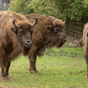 Wisent / European bison : Whipsnade : 01 Aug 2025