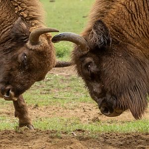 Wisent / European bison : Whipsnade : 01 Aug 2025