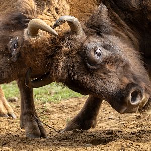 Wisent / European bison : Whipsnade : 03 Aug 2025
