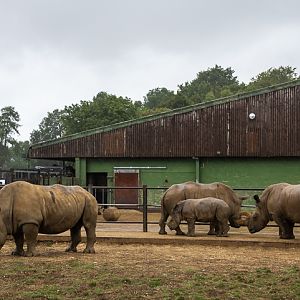 White rhinoceros : Whipsnade Zoo : 03 Aug 2025