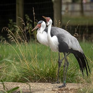 Wattled crane : Whipsnade : 03 Aug 2025