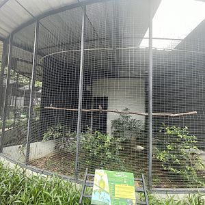 straw-headed bulbul aviary - aviary park