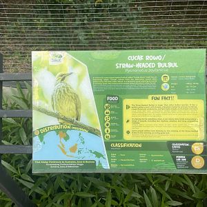 straw-headed bulbul signage - aviary park