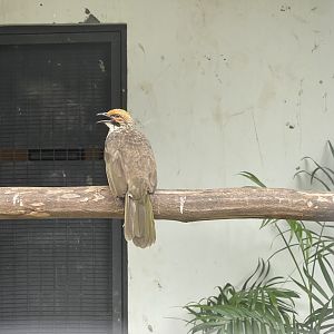 straw-headed bulbul (pycnonotus zeylanicus) - aviary park