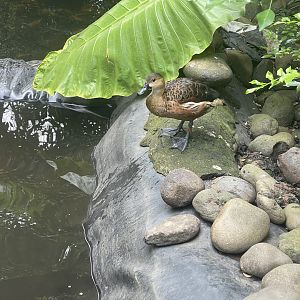 wandering whistling duck (dendrocygna arcuata) (1) - aviary park