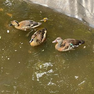 wandering whistling duck (dendrocygna arcuata) & spotted whistling duck (dendrocygna guttata) - aviary park