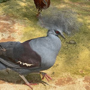 western crowned pigeon (goura cristata) - aviary park