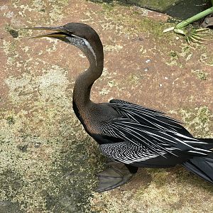 oriental darter (anhinga melanogaster) - aviary park