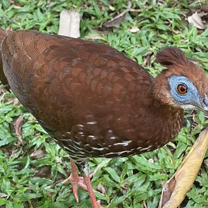 bornean crested fireback (lophura ignita) - aviary park