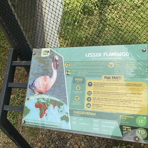 lesser flamingo signage - aviary park