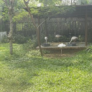 lesser flamingo (phoeniconaias minor) - aviary park
