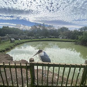 Mixed bird pond enclosure
