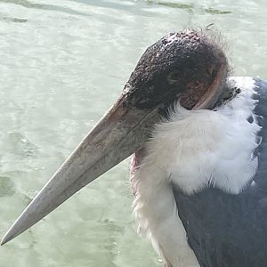 Marabou stork