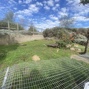 Meerkat enclosure 1