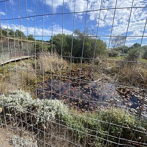 Leopard enclosure from wooden bridge