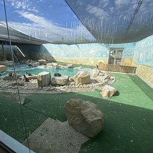 Rehabilitation enclosure for African penguins