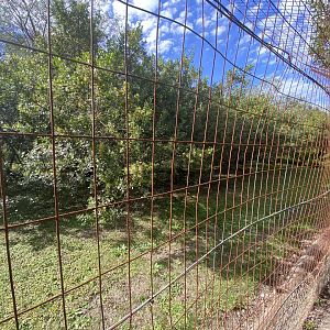 Outside serval and tortoise enclosure