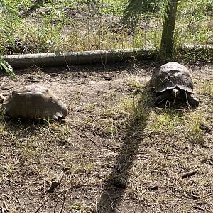 Tortoises