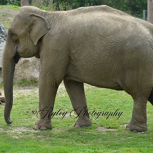 Blackpool Zoo Elephant Minbu